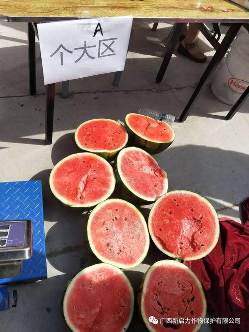 新瓜最新爆料广西,揭秘背后惊人真相！”